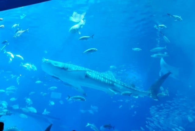 美ら海水族館