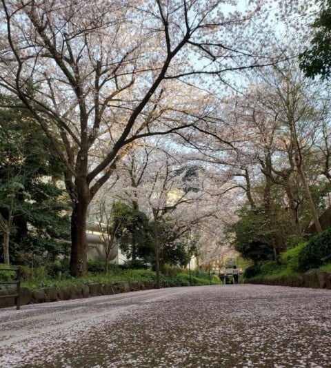 緑が丘　遊歩道　桜