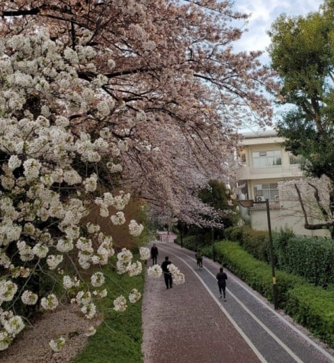 緑が丘　遊歩道　桜